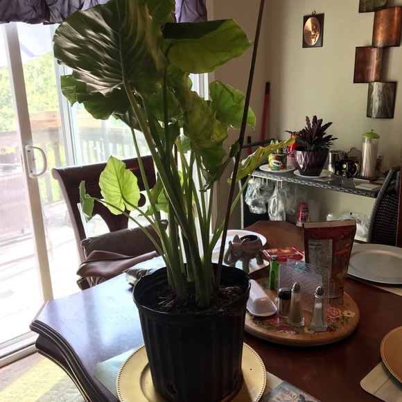 Meet your Posher, Theresa - Picture 5 of 11